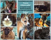 Благотворительная акция по оказанию помощи Витебскому приюту для бездомных животных «Добрик»